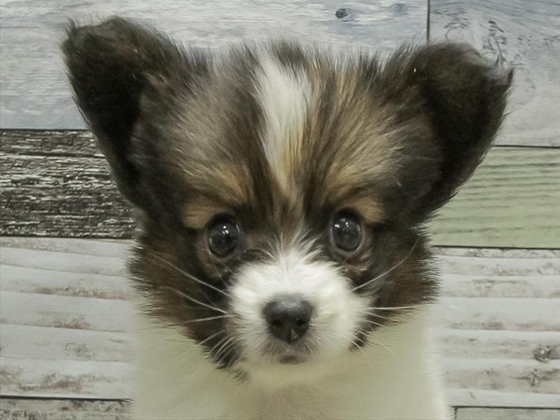 静岡県のパピヨン (ワンラブららぽーと沼津店/2025年10月17日生まれ/男の子/ホワイトブラウン)の子犬の1枚目の画像