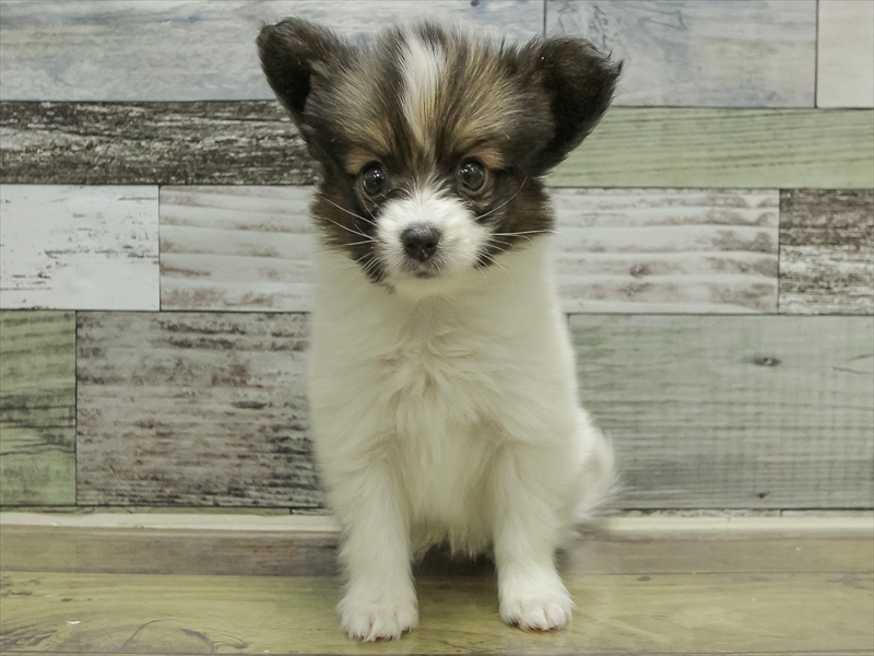 静岡県のパピヨン (ワンラブららぽーと沼津店/2025年10月17日生まれ/男の子/ホワイトブラウン)の子犬の3枚目の画像