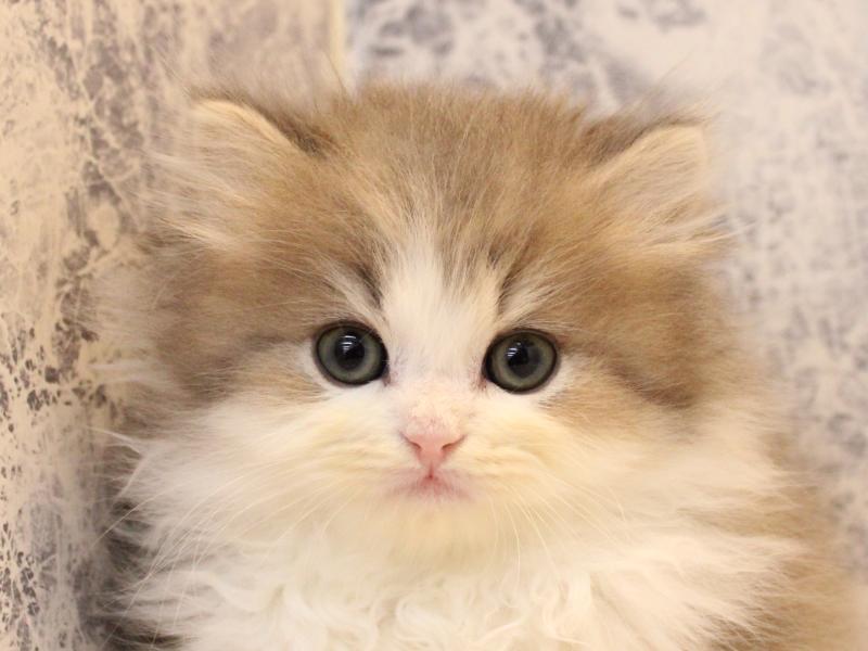 埼玉県のミヌエット (ワンラブ埼玉寄居店/2025年10月19日生まれ/男の子/ブルータビーホワイト)の子猫の1枚目の画像