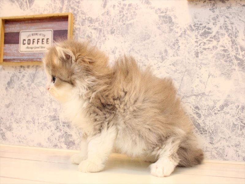 埼玉県のミヌエット (ワンラブ埼玉寄居店/2025年10月19日生まれ/男の子/ブルータビーホワイト)の子猫の3枚目の画像