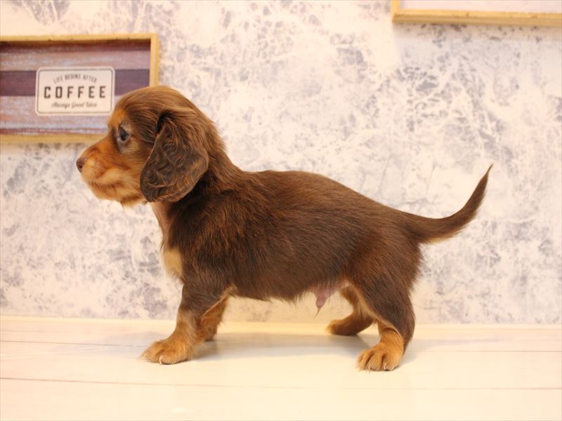 東京都のミニチュアダックスフンド(ロング) (ワンラブ有明ガーデン東京本店/2025年10月18日生まれ/男の子/チョコレートタン)の子犬の3枚目の画像