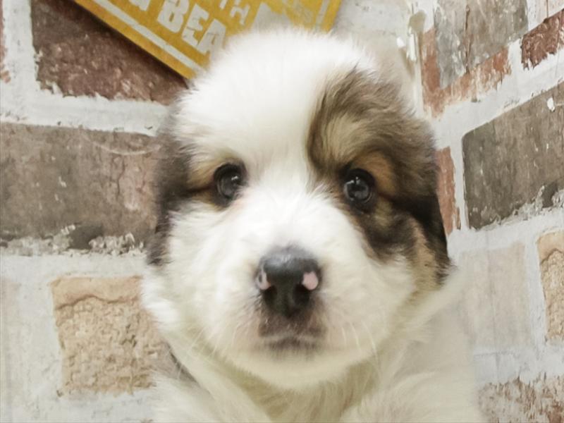 愛知県のﾊﾞｰﾆｰﾋﾟﾚ【ﾊﾞｰﾆｰｽﾞ×ﾋﾟﾚﾆｰｽﾞ】 (ワンラブ名古屋守山インター総本店/2025年10月15日生まれ/女の子/ブラウンホワイト)の子犬の1枚目の画像