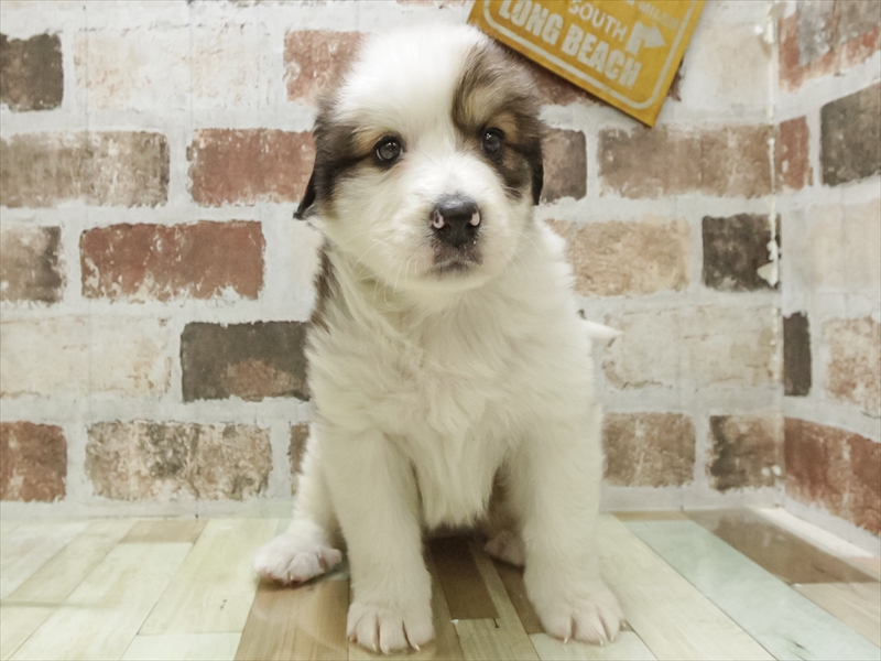 愛知県のﾊﾞｰﾆｰﾋﾟﾚ【ﾊﾞｰﾆｰｽﾞ×ﾋﾟﾚﾆｰｽﾞ】 (ワンラブ名古屋守山インター総本店/2025年10月15日生まれ/女の子/ブラウンホワイト)の子犬の3枚目の画像