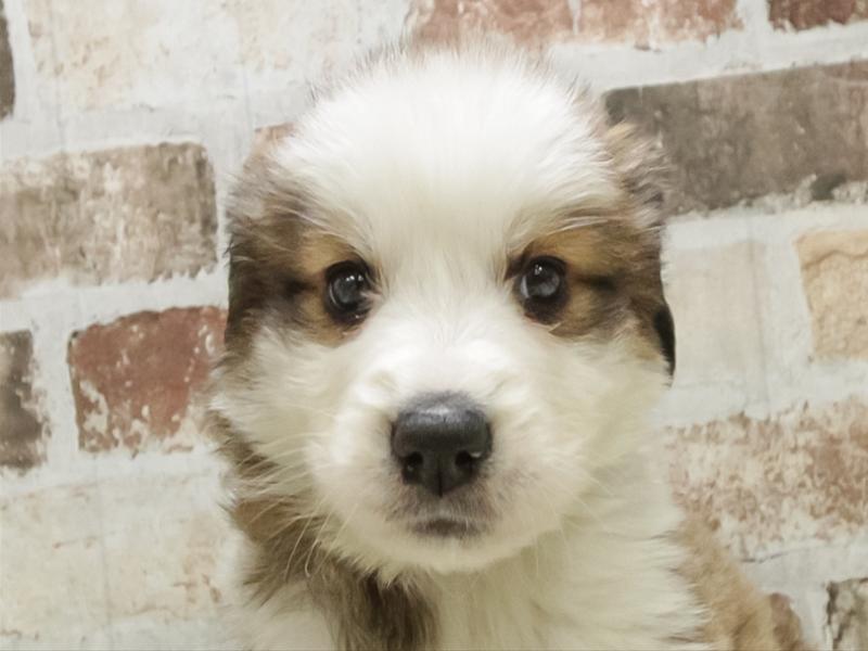 愛知県のﾊﾞｰﾆｰﾋﾟﾚ【ﾊﾞｰﾆｰｽﾞ×ﾋﾟﾚﾆｰｽﾞ】 (ワンラブ名古屋守山インター総本店/2025年10月15日生まれ/女の子/ブラウンホワイト)の子犬の1枚目の画像