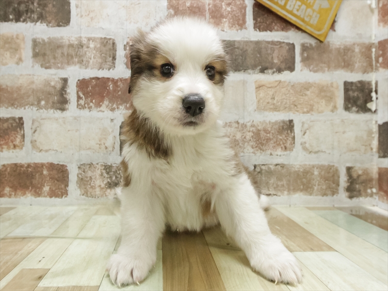 愛知県のﾊﾞｰﾆｰﾋﾟﾚ【ﾊﾞｰﾆｰｽﾞ×ﾋﾟﾚﾆｰｽﾞ】 (ワンラブ名古屋守山インター総本店/2025年10月15日生まれ/女の子/ブラウンホワイト)の子犬の3枚目の画像