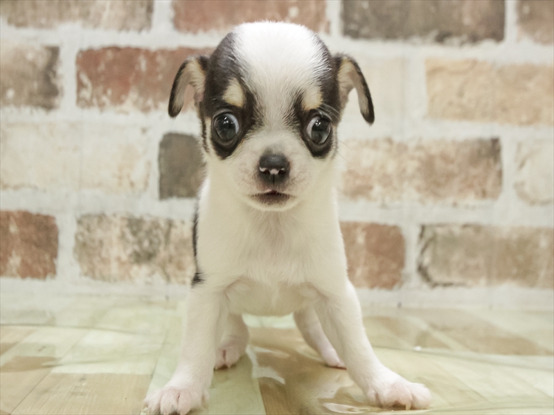 愛知県のチワワ(ロング) (ワンラブ名古屋守山インター総本店/2025年10月13日生まれ/女の子/ホワイトブラックタン)の子犬の3枚目の画像