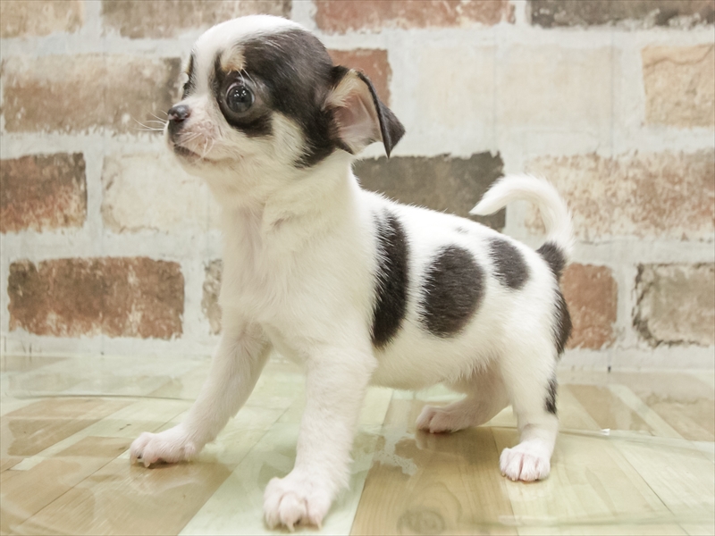 愛知県のチワワ(ロング) (ワンラブ名古屋守山インター総本店/2025年10月13日生まれ/女の子/ホワイトブラックタン)の子犬の2枚目の画像