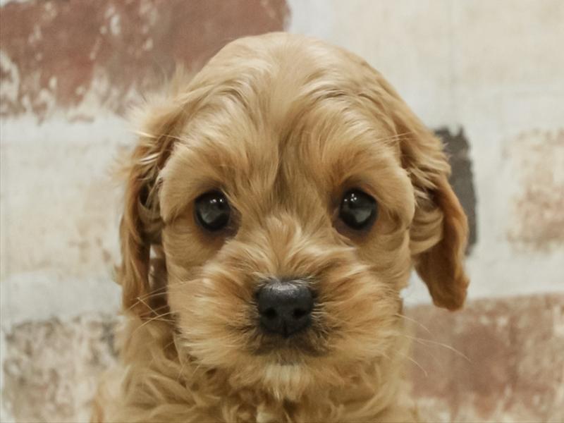 愛知県のコッカプー(アメリカンコッカースパニエル×プードル) (ワンラブ星崎店(FC)/2025年10月18日生まれ/女の子/アプリコット)の子犬の1枚目の画像