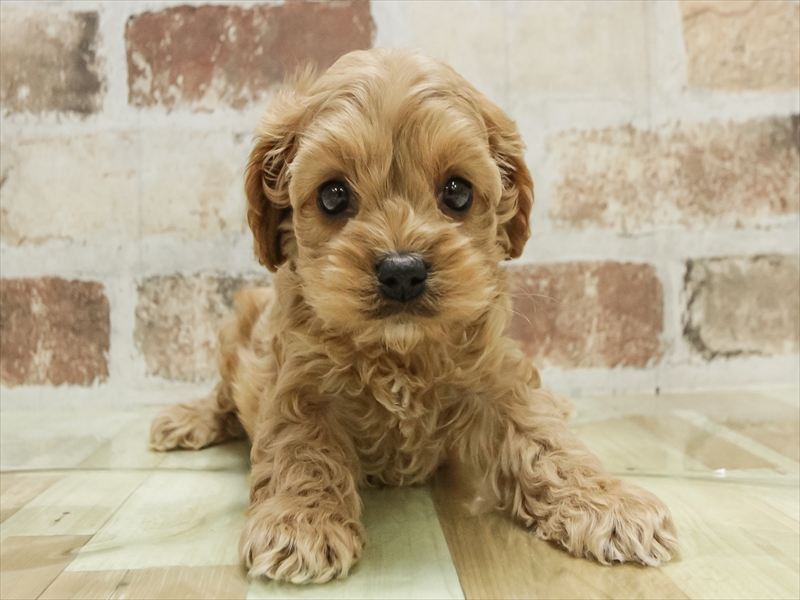 愛知県のコッカプー(アメリカンコッカースパニエル×プードル) (ワンラブ星崎店(FC)/2025年10月18日生まれ/女の子/アプリコット)の子犬の3枚目の画像