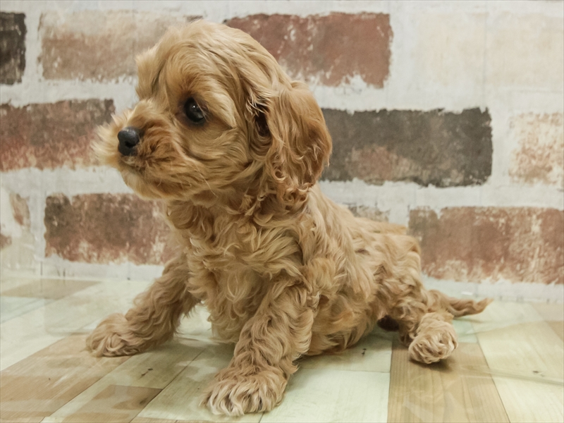 愛知県のコッカプー(アメリカンコッカースパニエル×プードル) (ワンラブ星崎店(FC)/2025年10月18日生まれ/女の子/アプリコット)の子犬の2枚目の画像