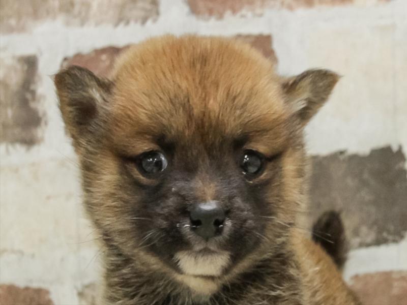 三重県の豆柴 (ワンラブホームセンターバロー松阪店/2025年10月18日生まれ/女の子/赤)の子犬の1枚目の画像