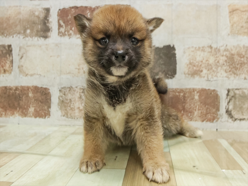 三重県の豆柴 (ワンラブホームセンターバロー松阪店/2025年10月18日生まれ/女の子/赤)の子犬の3枚目の画像