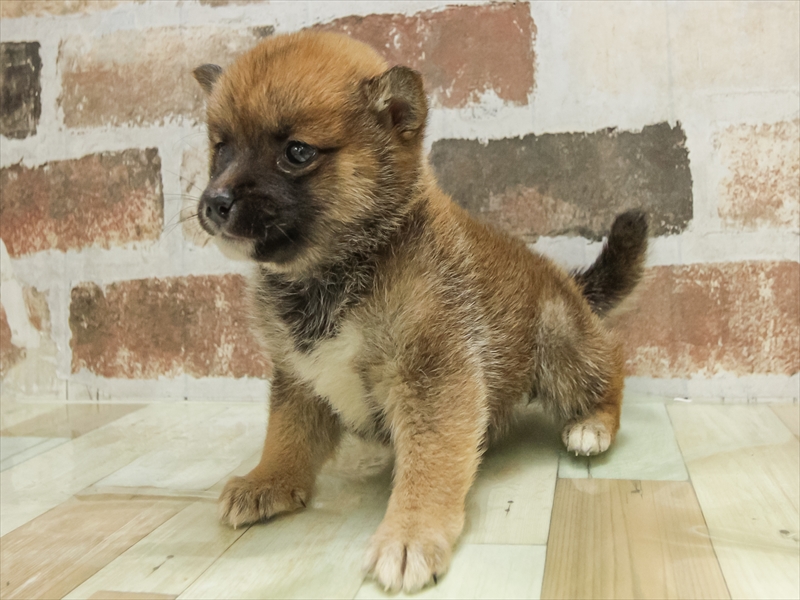 三重県の豆柴 (ワンラブホームセンターバロー松阪店/2025年10月18日生まれ/女の子/赤)の子犬の2枚目の画像