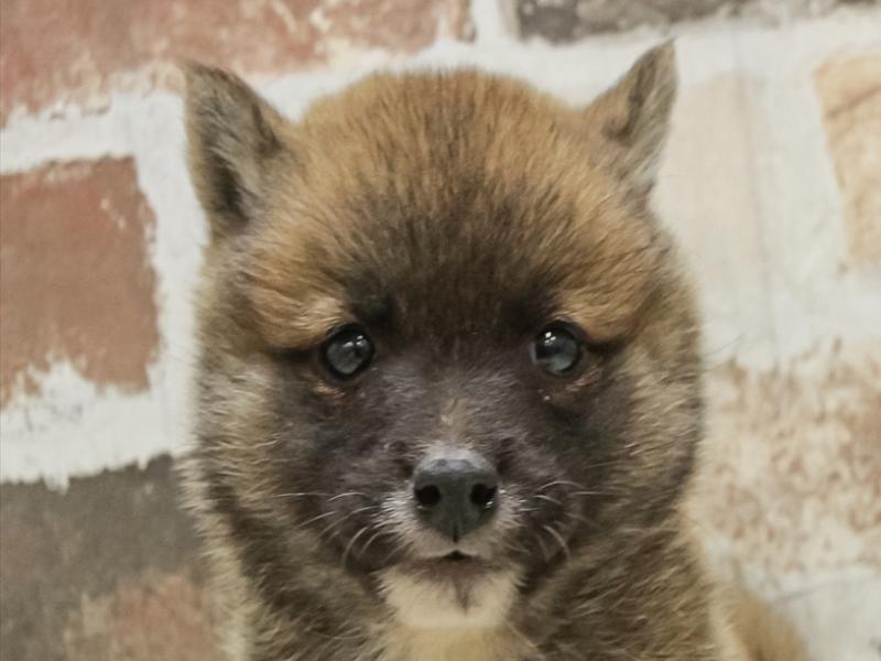 愛知県の豆柴 (ワンラブ名古屋守山インター総本店/2025年10月18日生まれ/女の子/赤)の子犬の1枚目の画像