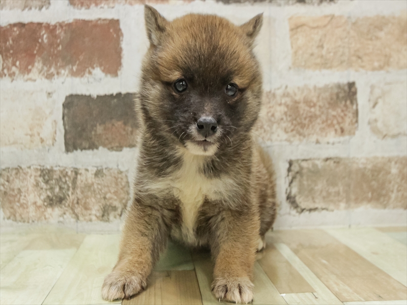 愛知県の豆柴 (ワンラブ名古屋守山インター総本店/2025年10月18日生まれ/女の子/赤)の子犬の3枚目の画像