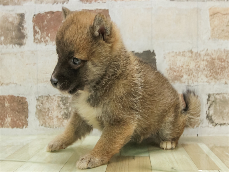愛知県の豆柴 (ワンラブ名古屋守山インター総本店/2025年10月18日生まれ/女の子/赤)の子犬の2枚目の画像