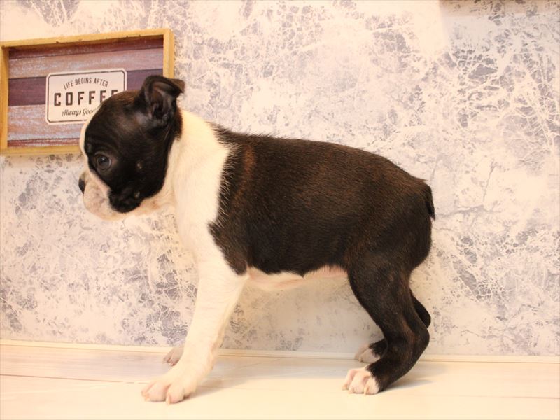 栃木県のボストンテリア (ワンラブベルモール宇都宮店/2025年10月16日生まれ/女の子/ボストンカラー)の子犬の3枚目の画像