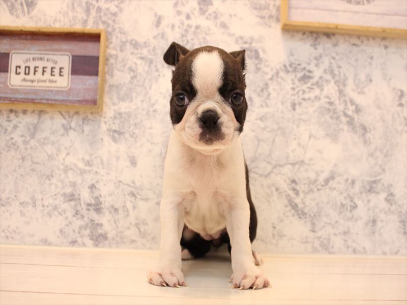 栃木県のボストンテリア (ワンラブベルモール宇都宮店/2025年10月16日生まれ/女の子/ボストンカラー)の子犬の2枚目の画像