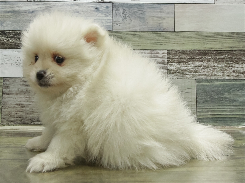 愛知県のポメラニアン (ワンラブ名古屋守山インター総本店/2025年10月18日生まれ/女の子/クリーム)の子犬の2枚目の画像