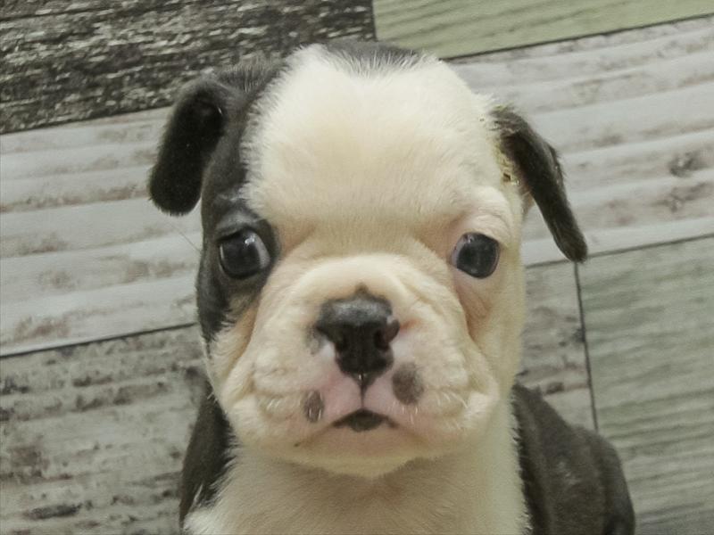 愛知県のボストンテリア (ワンラブ名古屋守山インター総本店/2025年10月18日生まれ/女の子/ボストンカラー)の子犬の1枚目の画像