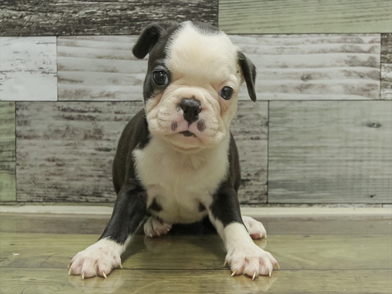 愛知県のボストンテリア (ワンラブ名古屋守山インター総本店/2025年10月18日生まれ/女の子/ボストンカラー)の子犬の3枚目の画像