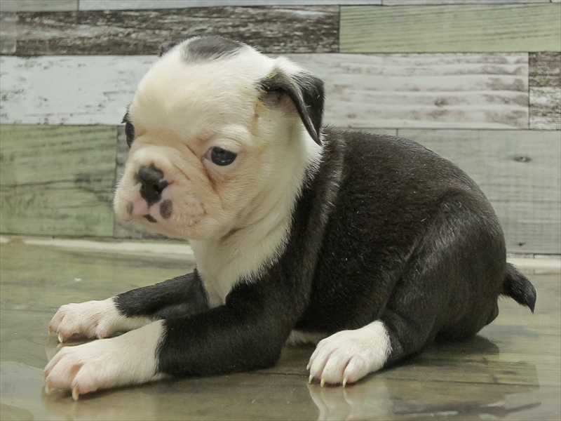 愛知県のボストンテリア (ワンラブ名古屋守山インター総本店/2025年10月18日生まれ/女の子/ボストンカラー)の子犬の2枚目の画像