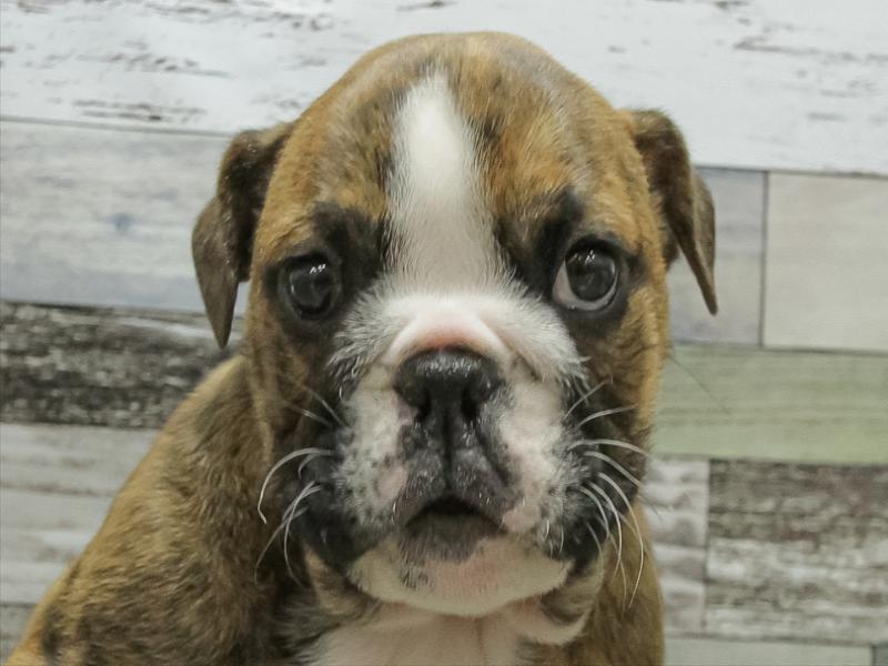 愛知県のブルドッグ (ワンラブ名古屋守山インター総本店/2025年10月14日生まれ/男の子/ブリンドルホワイト)の子犬の1枚目の画像