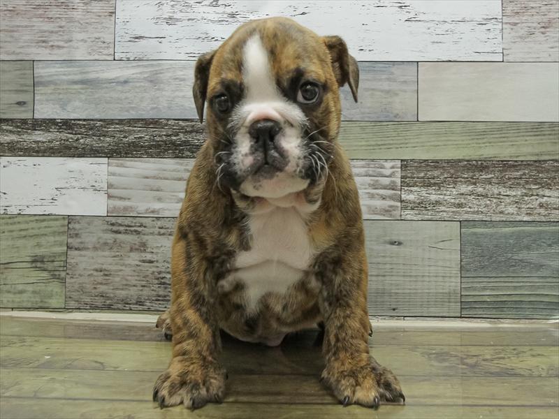 愛知県のブルドッグ (ワンラブ名古屋守山インター総本店/2025年10月14日生まれ/男の子/ブリンドルホワイト)の子犬の3枚目の画像