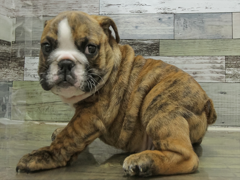 愛知県のブルドッグ (ワンラブ名古屋守山インター総本店/2025年10月14日生まれ/男の子/ブリンドルホワイト)の子犬の2枚目の画像