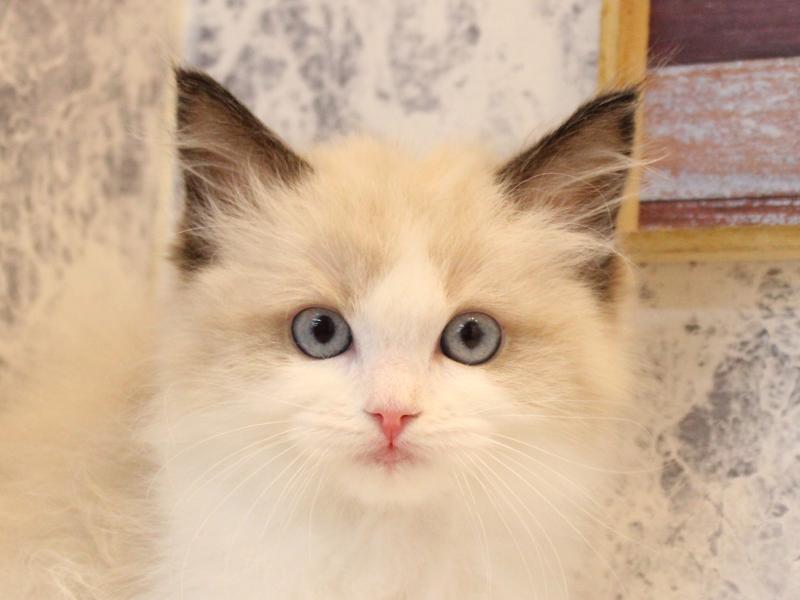 群馬県のラグドール (ワンラブスマーク伊勢崎店/2025年10月18日生まれ/女の子/シールポイントバイカラー)の子猫の1枚目の画像