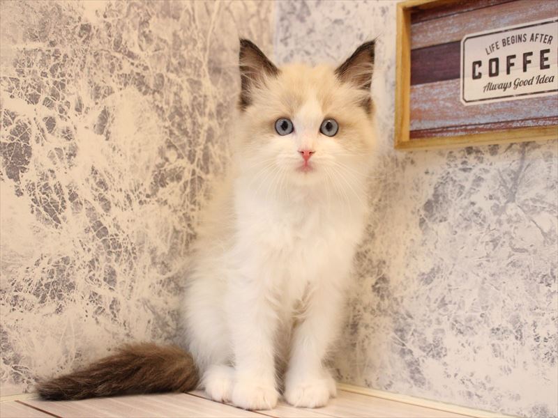 群馬県のラグドール (ワンラブスマーク伊勢崎店/2025年10月18日生まれ/女の子/シールポイントバイカラー)の子猫の3枚目の画像