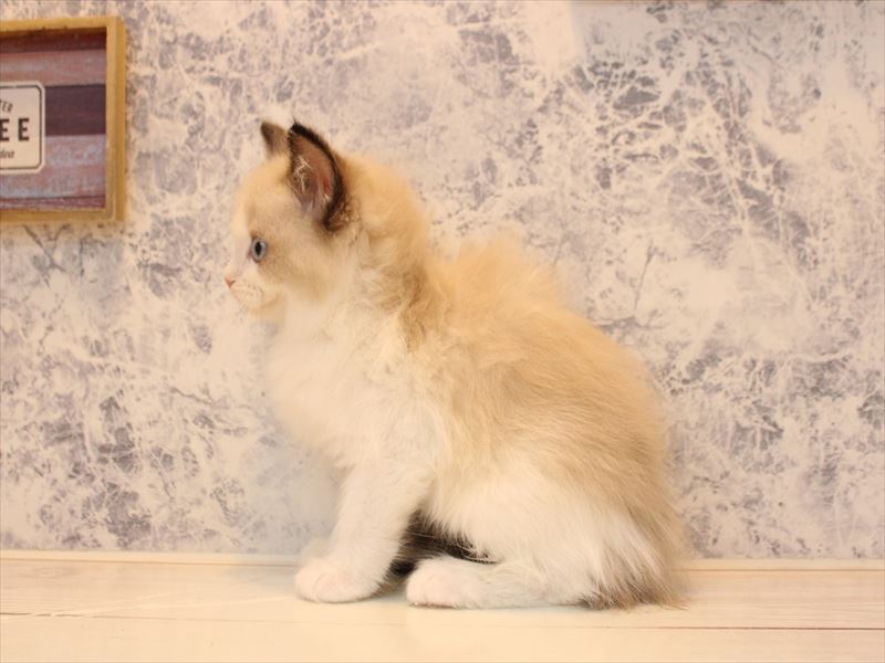 群馬県のラグドール (ワンラブスマーク伊勢崎店/2025年10月18日生まれ/女の子/シールポイントバイカラー)の子猫の2枚目の画像