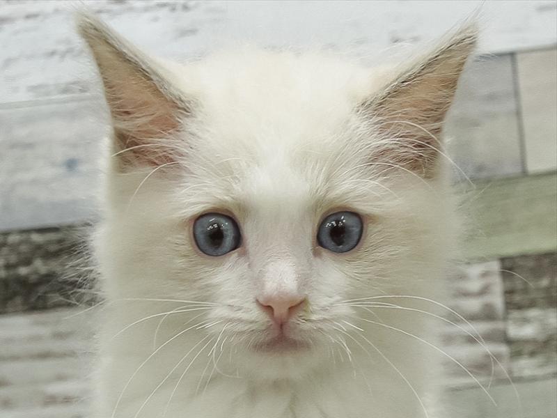 愛知県のラグドール (ワンラブ名古屋守山インター総本店/2025年10月17日生まれ/男の子/ブルーポイントバイカラー)の子猫の1枚目の画像