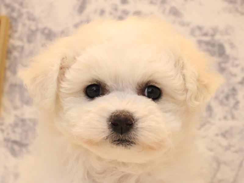 熊本県のビションフリーゼ (ワンラブゆめタウン光の森店/2025年10月18日生まれ/女の子/ホワイト)の子犬の1枚目の画像