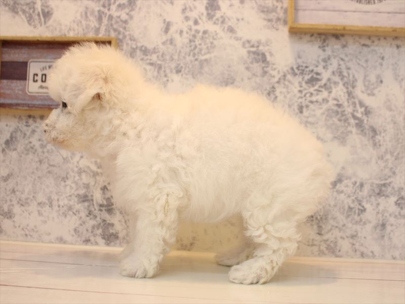 熊本県のビションフリーゼ (ワンラブゆめタウン光の森店/2025年10月18日生まれ/女の子/ホワイト)の子犬の3枚目の画像