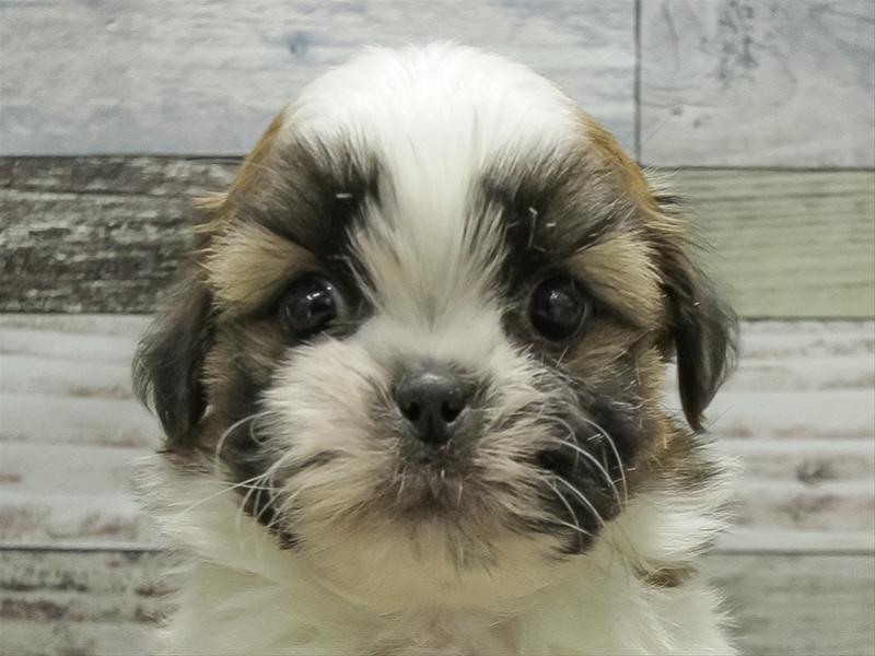 愛知県のマルズー/マルシーズ(マルチーズ×シーズー) (ワンラブ名古屋守山インター総本店/2025年10月16日生まれ/男の子/ゴールドホワイト)の子犬の1枚目の画像