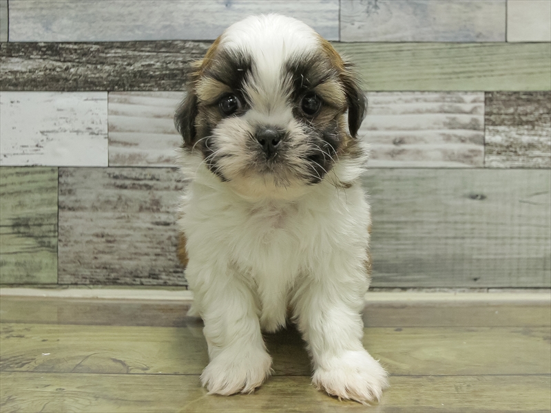 愛知県のマルズー/マルシーズ(マルチーズ×シーズー) (ワンラブ名古屋守山インター総本店/2025年10月16日生まれ/男の子/ゴールドホワイト)の子犬の3枚目の画像