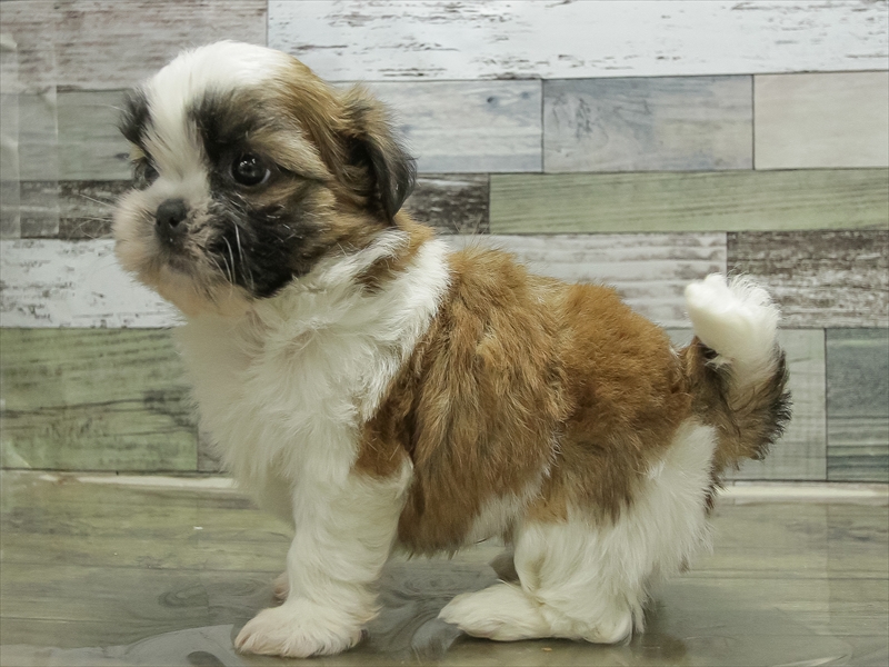 愛知県のマルズー/マルシーズ(マルチーズ×シーズー) (ワンラブ名古屋守山インター総本店/2025年10月16日生まれ/男の子/ゴールドホワイト)の子犬の2枚目の画像