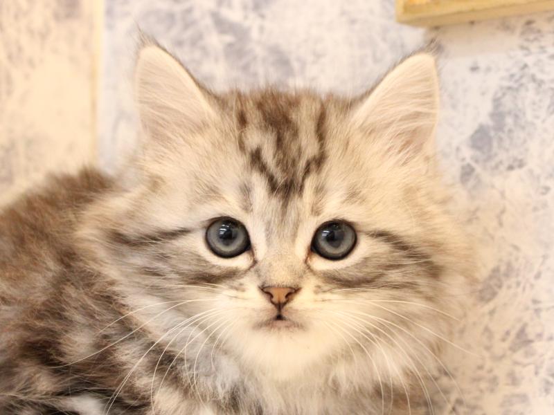 栃木県のアメリカンショートヘアー (ワンラブベルモール宇都宮店/2025年10月18日生まれ/男の子/シルバータビー)の子猫