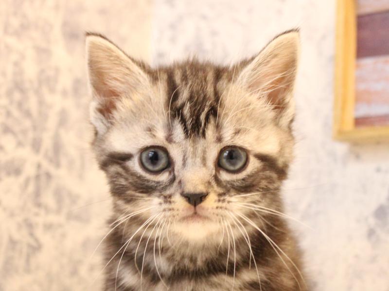 群馬県のアメリカンショートヘアー (ワンラブカインズ伊勢崎店/2025年10月19日生まれ/女の子/シルバータビー)の子猫の1枚目の画像