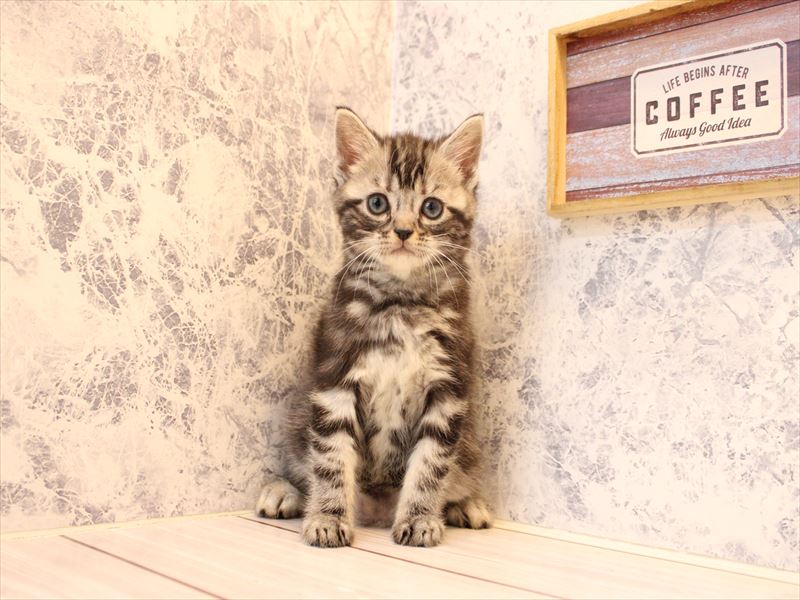 群馬県のアメリカンショートヘアー (ワンラブカインズ伊勢崎店/2025年10月19日生まれ/女の子/シルバータビー)の子猫の3枚目の画像