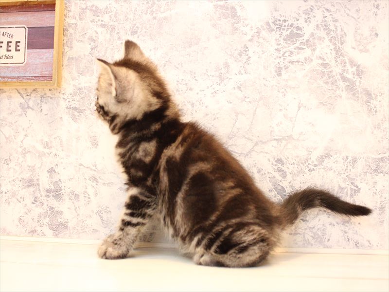 群馬県のアメリカンショートヘアー (ワンラブカインズ伊勢崎店/2025年10月19日生まれ/女の子/シルバータビー)の子猫の2枚目の画像