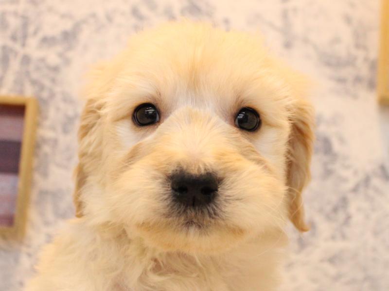 福岡県のゴールデンドゥードゥル(ゴールデン×プードル) (ワンラブＭＥＧＡドン・キホーテ福岡福重店/2025年10月19日生まれ/男の子/クリーム)の子犬