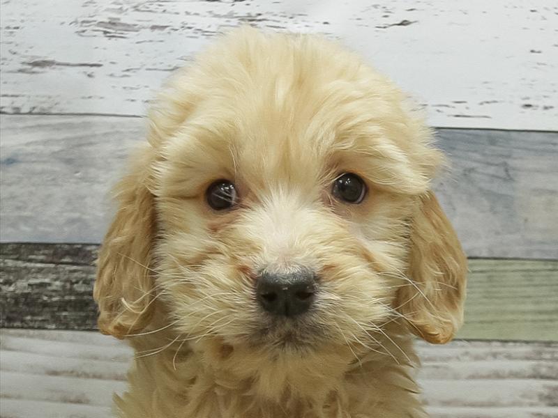 愛知県のゴールデンドゥードゥル(ゴールデン×プードル) (ワンラブペッツビレッジ アピタ刈谷店(FC)/2025年10月19日生まれ/女の子/クリーム)の子犬の1枚目の画像