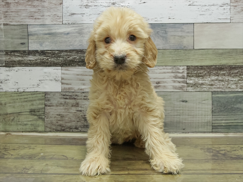 愛知県のゴールデンドゥードゥル(ゴールデン×プードル) (ワンラブペッツビレッジ アピタ刈谷店(FC)/2025年10月19日生まれ/女の子/クリーム)の子犬の3枚目の画像