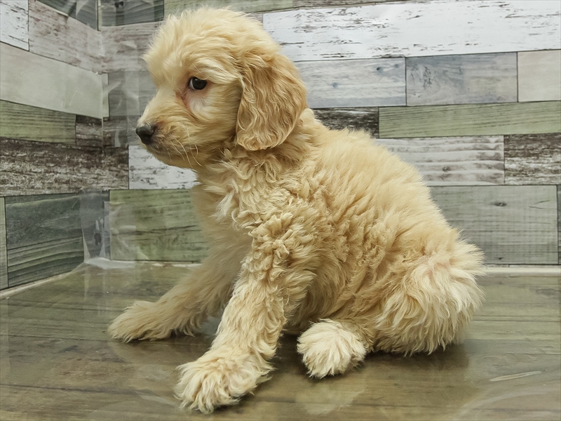 愛知県のゴールデンドゥードゥル(ゴールデン×プードル) (ワンラブペッツビレッジ アピタ刈谷店(FC)/2025年10月19日生まれ/女の子/クリーム)の子犬の2枚目の画像