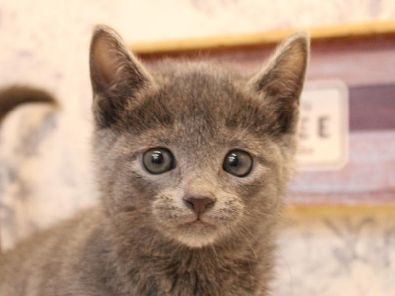 埼玉県のロシアンブルー (ワンラブアリオ鷲宮店/2025年10月19日生まれ/男の子/ブルー)の子猫の1枚目の画像