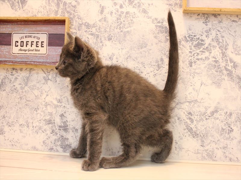 埼玉県のロシアンブルー (ワンラブアリオ鷲宮店/2025年10月19日生まれ/男の子/ブルー)の子猫の3枚目の画像