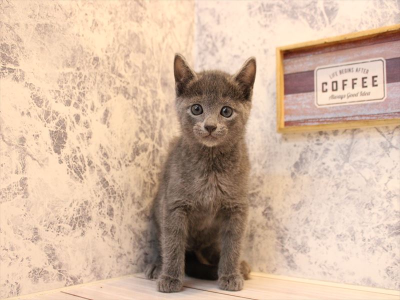 埼玉県のロシアンブルー (ワンラブアリオ鷲宮店/2025年10月19日生まれ/男の子/ブルー)の子猫の2枚目の画像