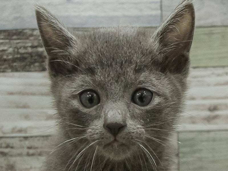 愛知県のロシアンブルー (ワンラブ名古屋守山インター総本店/2025年10月19日生まれ/男の子/ブルー)の子猫の1枚目の画像